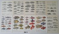 Fische Tiere Buchseiten Journal Scrapbooking Collage Vintage DIY Sachsen-Anhalt - Stendal Vorschau