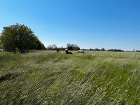 2 Offenstall Plätze frei Dithmarschen - Ramhusen Vorschau