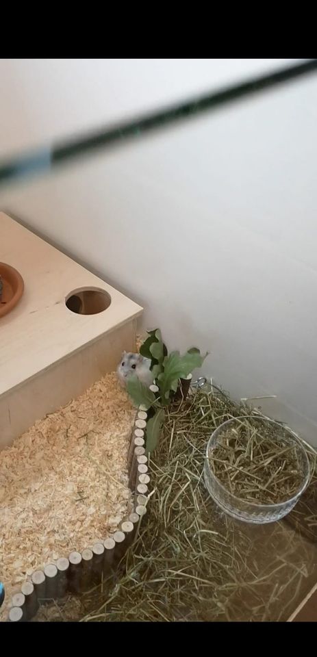 Hamster Villa Nagarium in Aschaffenburg