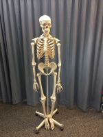 Skelett, anatomisch Niedersachsen - Goslar Vorschau