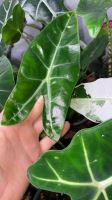 Alocasia Longiloba Jungpflanzen Rheinland-Pfalz - Eich Vorschau