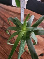 Aloe Vera Pflanze Blume Bayern - Kallmünz Vorschau