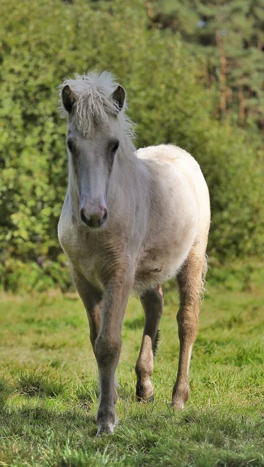 Isländer, Islandpferd, Isi, Stute, Isabell, Tölt in Neuenkirchen