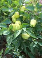 Paprika Samen Nordrhein-Westfalen - Sprockhövel Vorschau