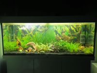 Juwel Aquarium Kombination Rio LED SBX Weiß 240 l Komplett Brandenburg - Königs Wusterhausen Vorschau