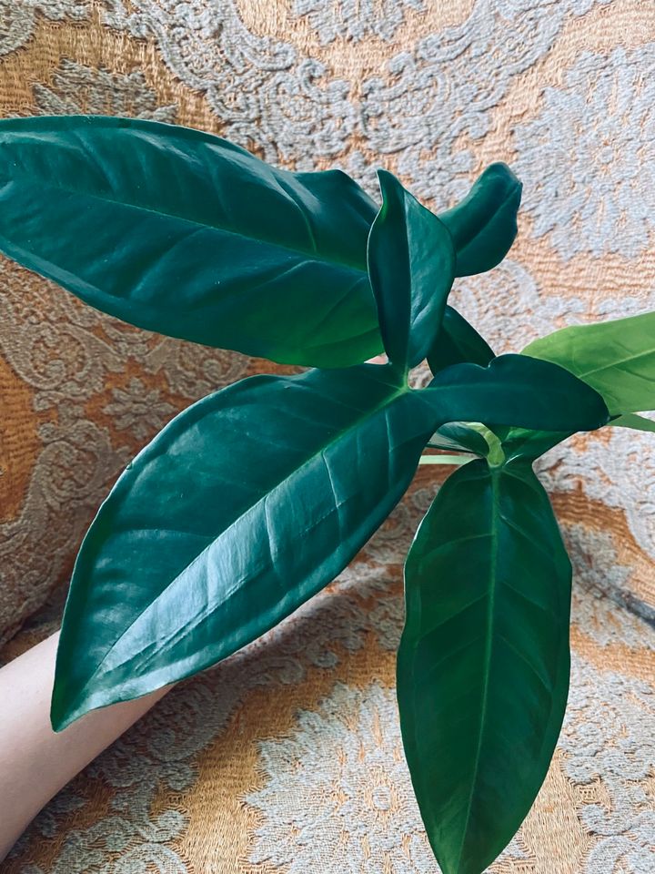 Purpurtute Trileaf Wonder Syngonium podophyllum Ableger 2 für 8 € in Berlin