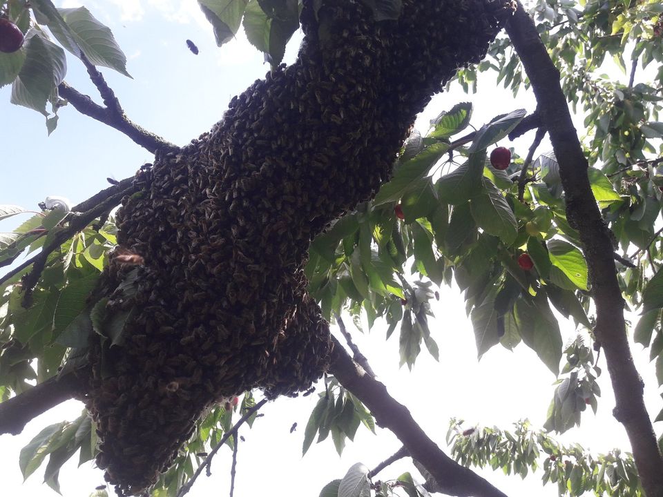 Fange Bienenschwarm Bienen Schwarm Mellifera Schwarmrettung Honig in Glashütte
