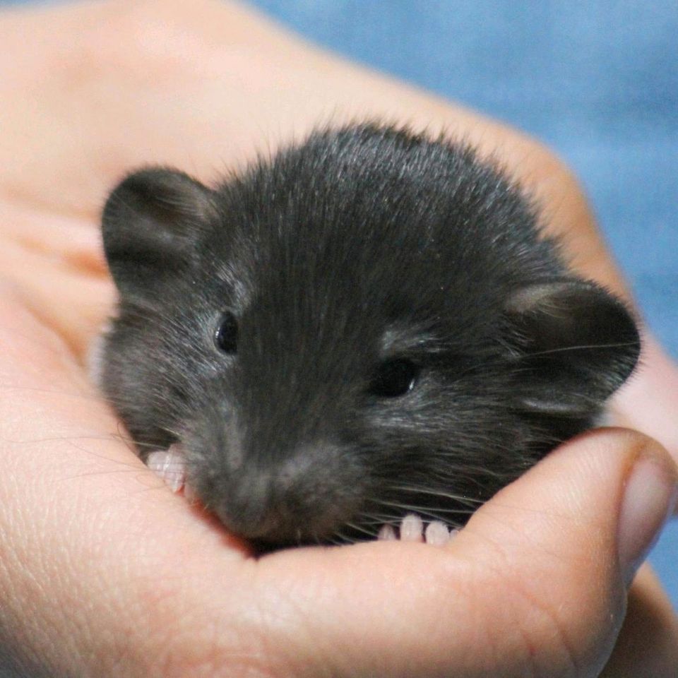 Ratten Jungtiere aus staatlich geprüfter und liebevoller Zucht in Lindau
