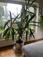 Palme groß Pflanze 180cm x 80cm mit Topf Hamburg-Nord - Hamburg Winterhude Vorschau