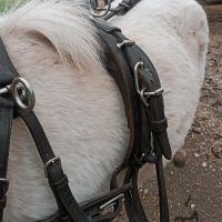 Einspänner Ledergeschir gr Shetty ( braun) Baden-Württemberg - Holzmaden Vorschau