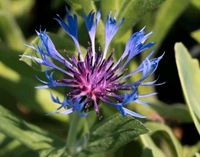 Flockenblume Kornblume lila blau Staude Pflanze Bayern - Kösching Vorschau