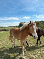 Haflinger Jährling Bayern - Wasserburg am Inn Vorschau