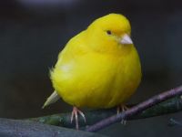 Kanarienvögel zu verkaufen Nordrhein-Westfalen - Ladbergen Vorschau