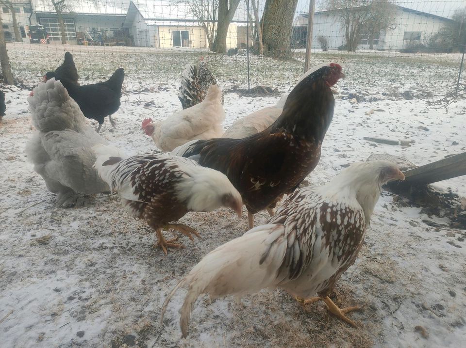 Täglich frische bunte Eier, Apfelsaft, Honig und Quittengelee in Allmendingen