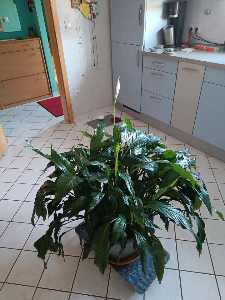 Spathiphyllum Einblatt Versch Größen in Nürnberg (Mittelfr)