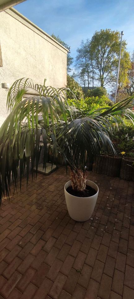 Große Kentia Palme in Tettnang