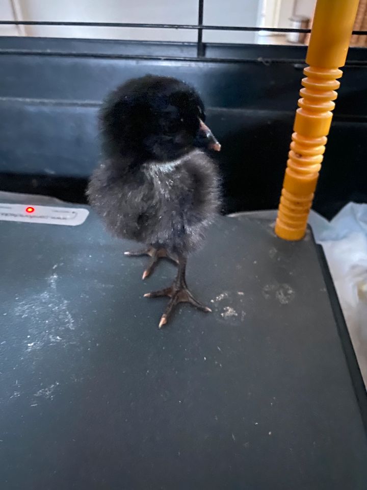 Grünleger, Maran, Araucana (keine Bruteier) in Filderstadt