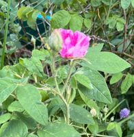 Rose mit mehreren Blüten, buschig werdend Berlin - Zehlendorf Vorschau