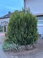 Thuja ca 2 Meter Niedersachsen - Lengede Vorschau