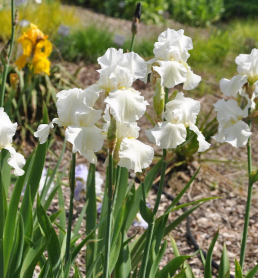 Schwertlilie Cherished - Iris barbata in Mönchengladbach