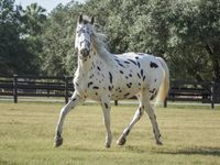 Reitbeteiligung auf Pony gesucht Baden-Württemberg - Aichtal Vorschau