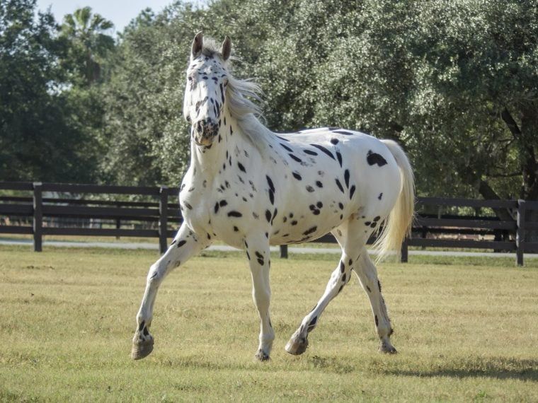 Reitbeteiligung auf Pony gesucht in Aichtal