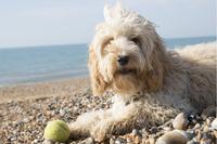 Urlaub mit Hund? Exklusive Reetkaten am Meer, Ostsee, Nordsee, Fehmarn, Lübecker Bucht, vor Sylt, Ferienhaus Ferienwohnung, auch Last Minute Angebote Kreis Ostholstein - Fehmarn Vorschau