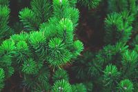 Tannenzweige, Tannenbäume, Sträucher, Büsche zu verkaufen in Brackstedt | nur Abholung Niedersachsen - Wolfsburg Vorschau