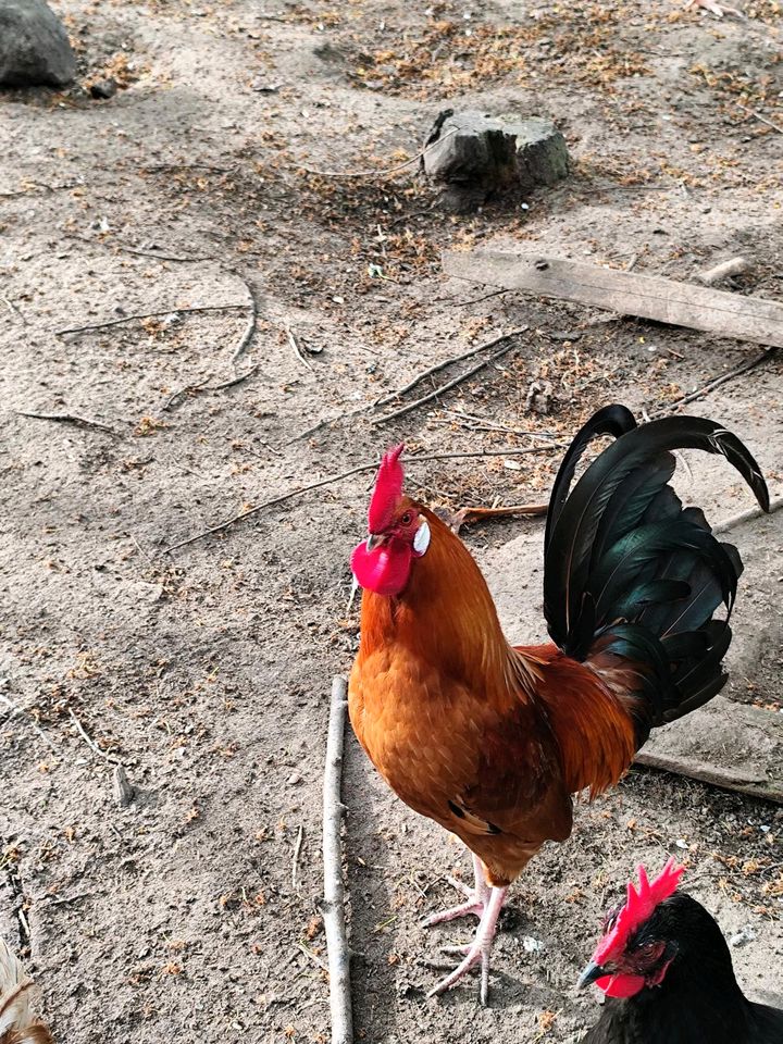 Jungen Gockel abzugeben in Heßdorf