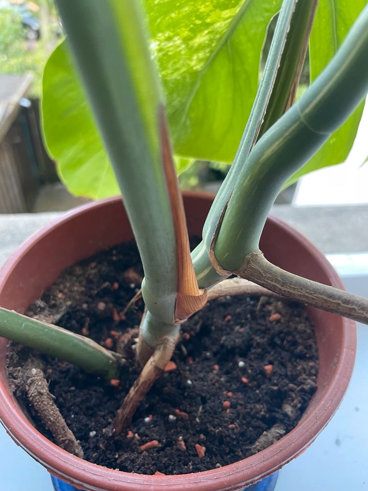 Monstera Variegata in Lüneburg