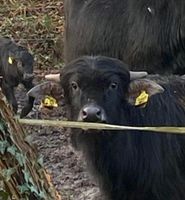 Wasserbüffelkälber Kälber Niedersachsen - Westerwalsede Vorschau