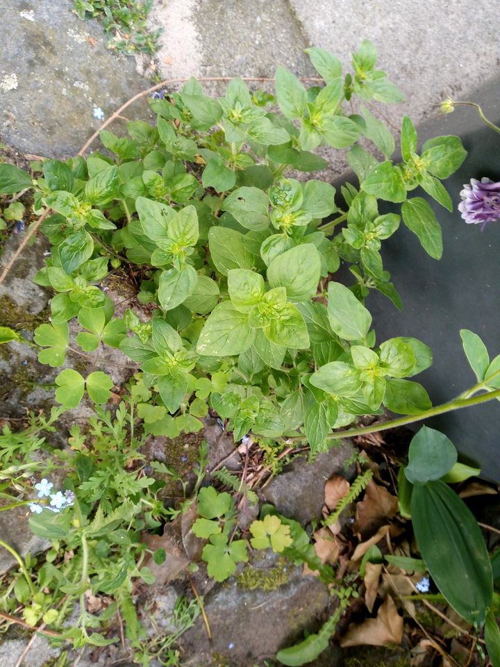 Oregano Pflanzen Ableger italienische Kräuter Garten in Wallenhorst