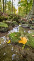 Einzelstück Herbst Bild Alu-Dibond Niedersachsen - Bad Rothenfelde Vorschau