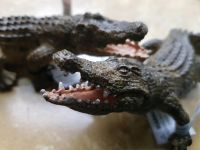 2 neue Schleich Krokodile Niedersachsen - Bückeburg Vorschau