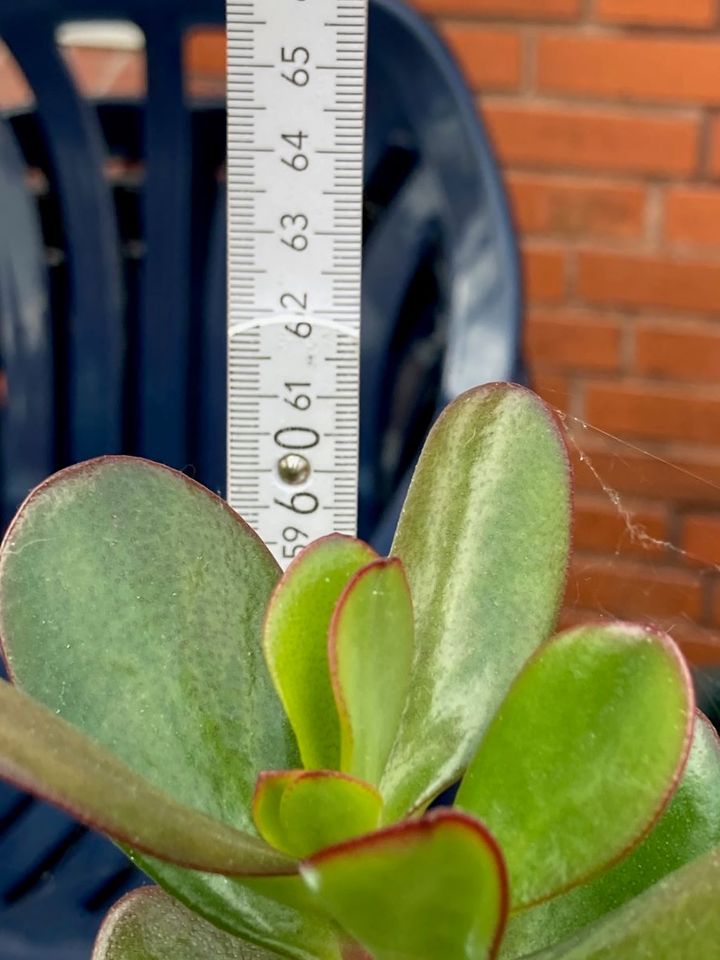 Geldbaum, Pfennigbaum, Crassula ovata, Pflanzen, Sukkulente in Elsfleth