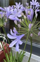 Samen Schmucklilie Agapanthus Blau Nordrhein-Westfalen - Iserlohn Vorschau