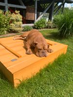 Hund Kalle sucht neues zu Hause Mecklenburg-Vorpommern - Klink (bei Waren) Vorschau