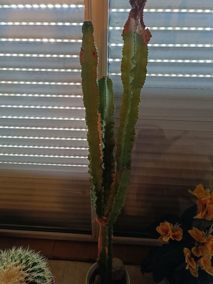 Kaktus 1,2 m hoch in Dornburg