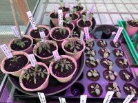 Bio Gemüsepflanzen Gemüse Pflanzen aus samenfestem Saatgut Bayern - Burggen Vorschau