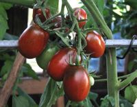 10 Bio Tomatensamen, Black Plum, Alte Sorte Leipzig - Leipzig, Zentrum Vorschau