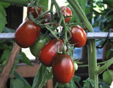 10 Bio Tomatensamen, Black Plum, Alte Sorte in Leipzig