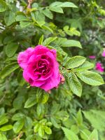 Uralte rosa farbene Rose Schleswig-Holstein - Ottendorf (bei Kiel) Vorschau