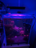 Chihiros C2 RGB inkl Shades und 30l AQUAEL Cube Aquarium Smart Köln - Porz Vorschau