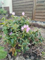 Rhododendron abzugeben Sachsen - Döbeln Vorschau