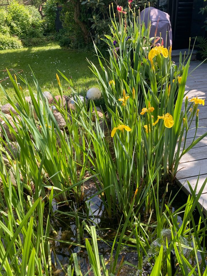 Gelbe Teich-Iris Pflanzen in Braunschweig
