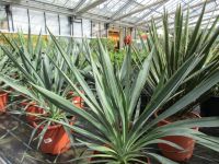 Yucca gloriosa, winterharte Yucca,Palmlilie Rheinland-Pfalz - Lingenfeld Vorschau