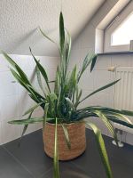 Sansevieria Zeylanica Bogenhanf Pflanze groß 130x31 Hessen - Niestetal Vorschau