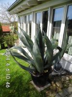 Verkaufe Agave XL Bayern - Rimbach Vorschau