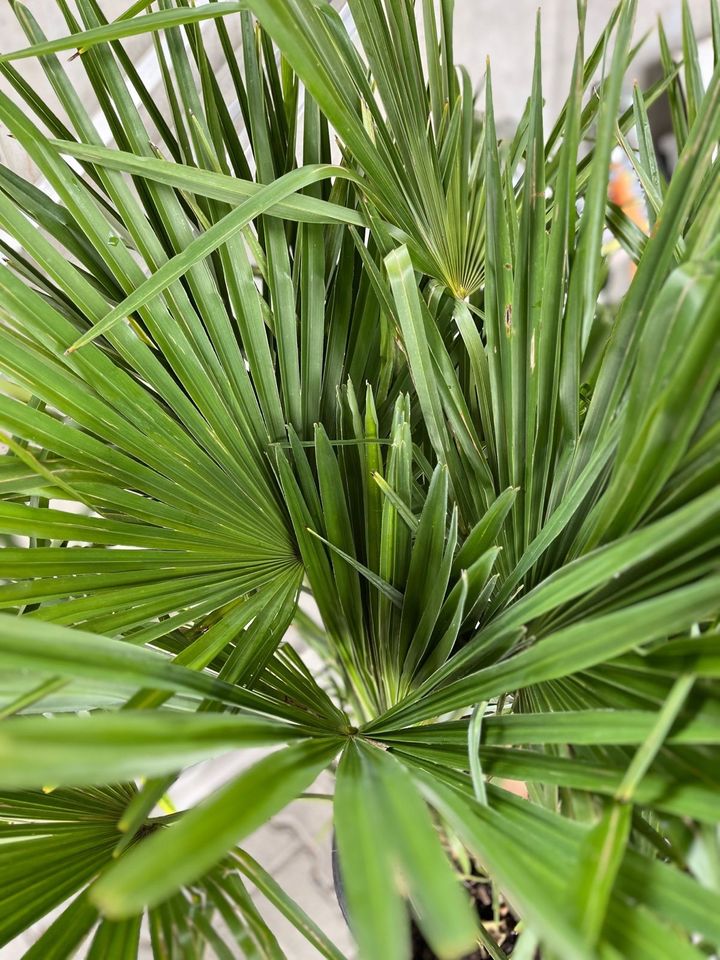 Trachycarpus fortunei Palmen Gesamthöhe 2 Meter in Wimsheim