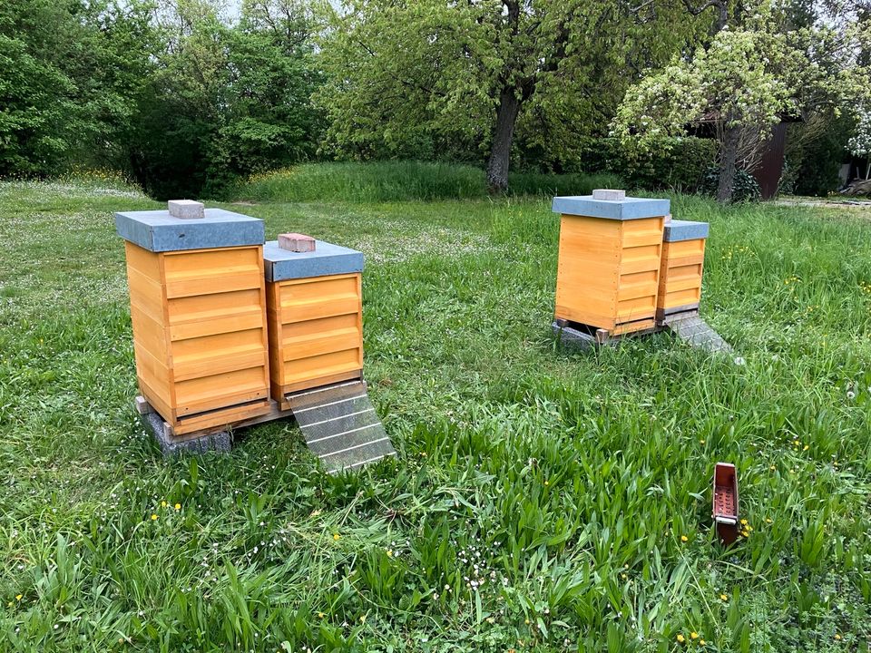 Stellfläche für Bienen gesucht - Honigbiene in Waiblingen